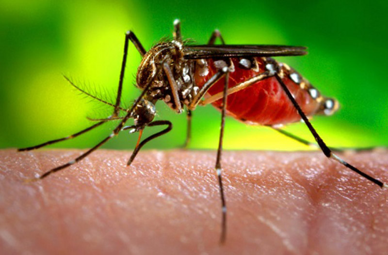 mosquito-destaque.jpg